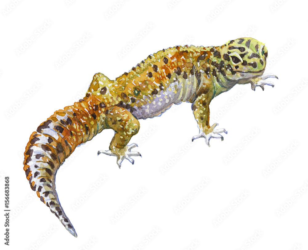 Watercolor single gecko animal isolated on a white background illustration. Watercolor single gecko animal isolated on a white background illustration.