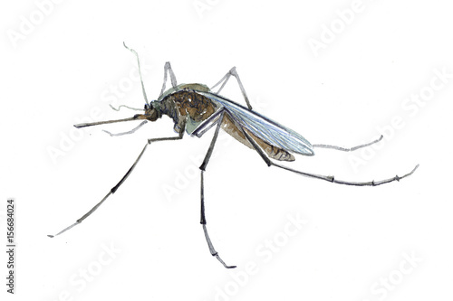 Watercolor single mosquito insect animal isolated on a white background illustration. © PYRAMIS