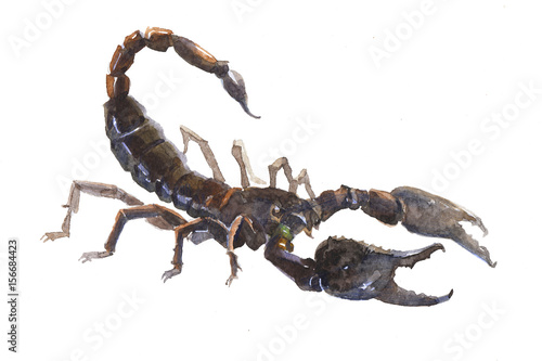 Watercolor single Scorpio animal isolated on a white background illustration.