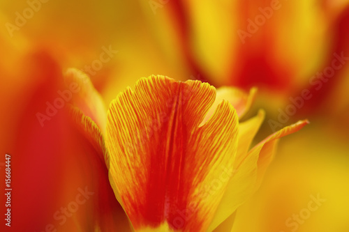 the natural backdrop of the bright red yellow Tulip flower close-up