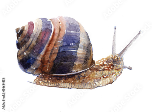 Watercolor single snail animal isolated on a white background illustration.