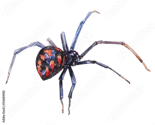 Watercolor single Spider insect animal isolated on a white background illustration.
