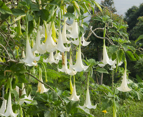 Принти на полотні Datura flower
