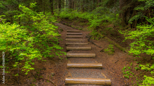 Steps in the beautiful forest. Franklin falls trail. Snoqualmie National Forest in Washington state  USA