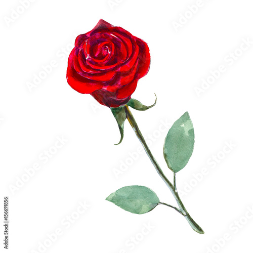 Fototapeta Naklejka Na Ścianę i Meble -  The red rose flower isolated on white background, watercolor illustration in hand-drawn style.