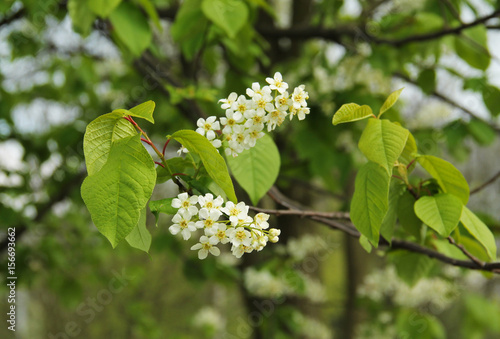 close photo of a twig of bird cherry with fragile white blossoms in spring