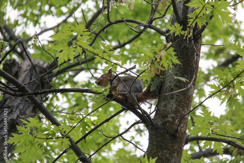 cute adorable squirrel romping about in the tree (picture series) © Jcon