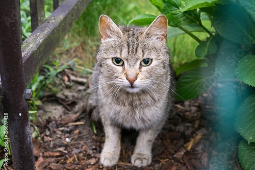 Cat in the garden. Slovakia © Valeria