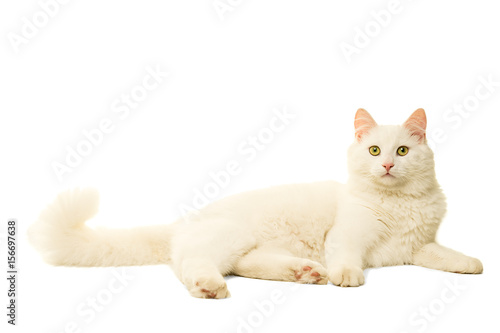 Canvas Print Turkish Angora cat isolated in white