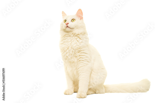 Fotografía Turkish Angora cat isolated in white