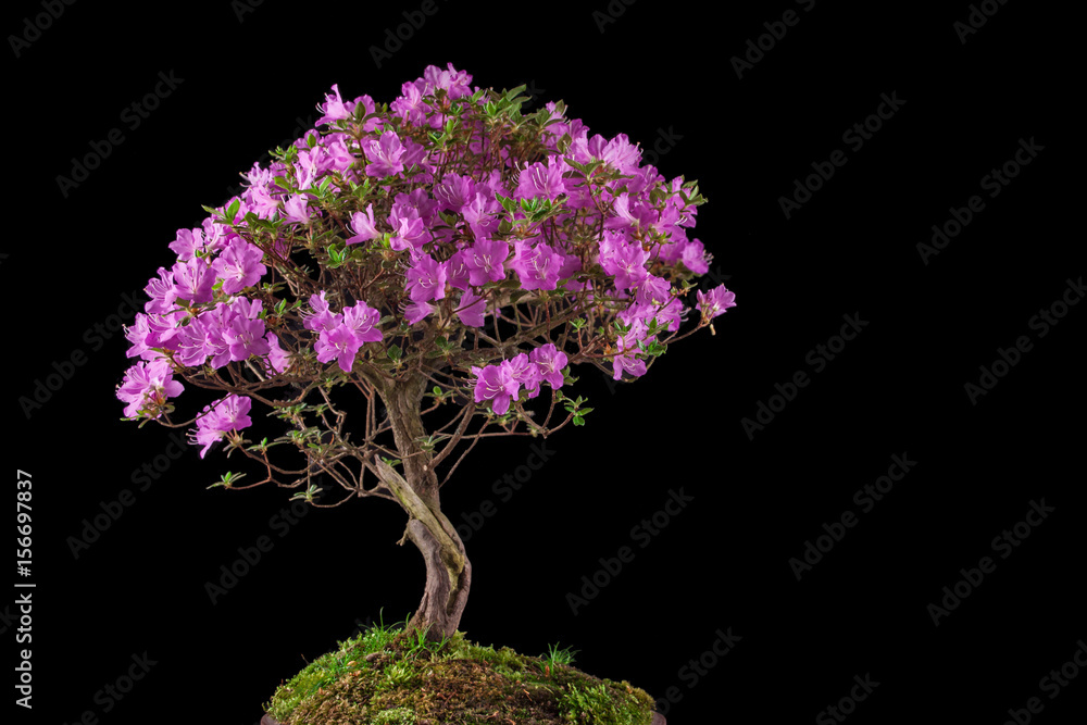 Bonsai Azalea japonica on a black background Bonsai Azalea japonica on a black background