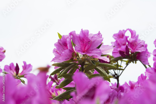photograph of a Bush with pink flowers