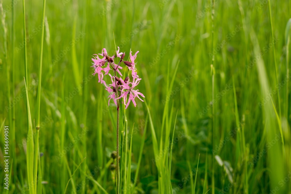 Gilliflower in the grass. Slovakia Gilliflower in the grass. Slovakia