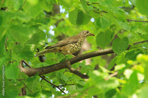 song thrush (Turdus philomelos) with some insects in its beak sitting on the branch of a tree with green leaves photo