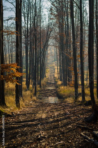 Fototapeta Naklejka Na Ścianę i Meble -  Path throught trees in autumn morning. Forest in beskidy mountains, Poland.