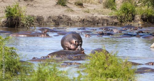Hippo pool  -   Hippopotamus (Hippopotamus amphibious) in the wild somewhere in Tanzania Africa 