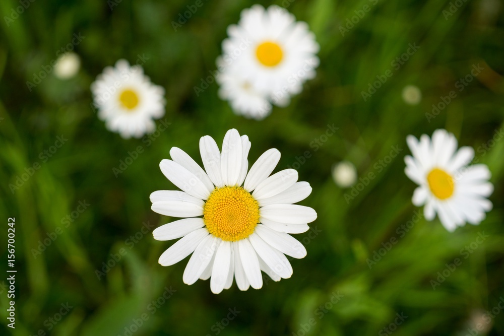Daisy flower. Slovakia Daisy flower. Slovakia