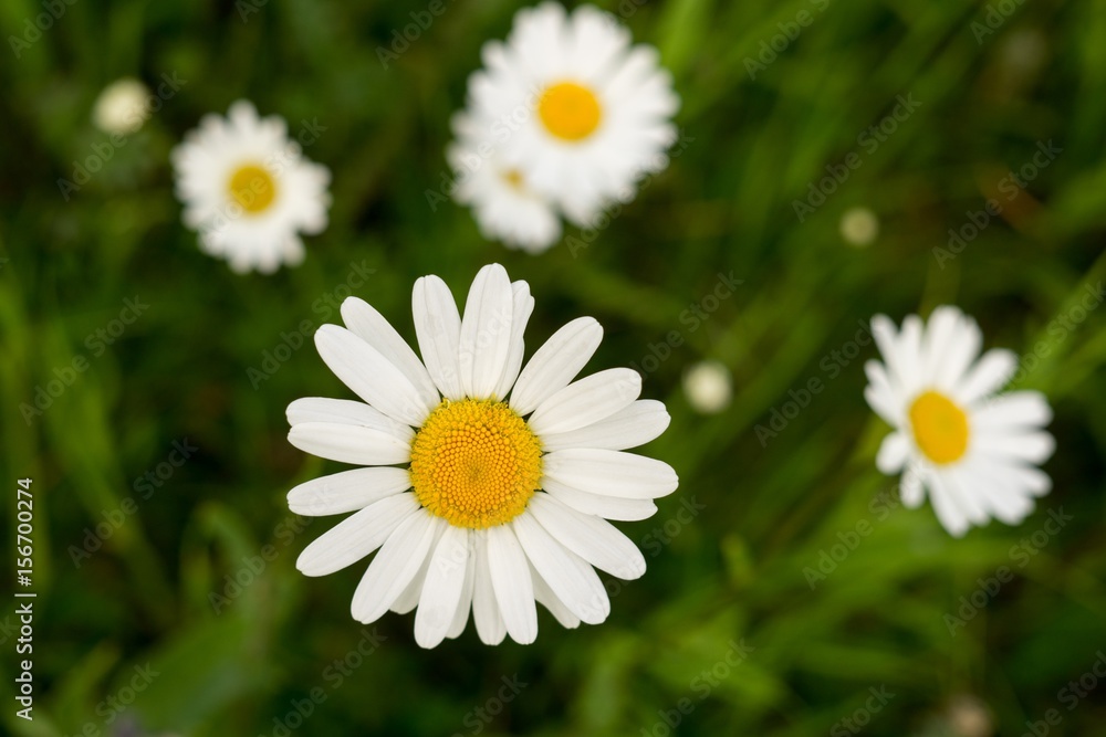 Daisy flower. Slovakia