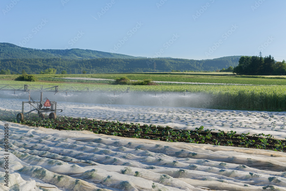 Acker Bew Sserung Im Sommer In Der Landwirtschaft Stock Foto Adobe Stock