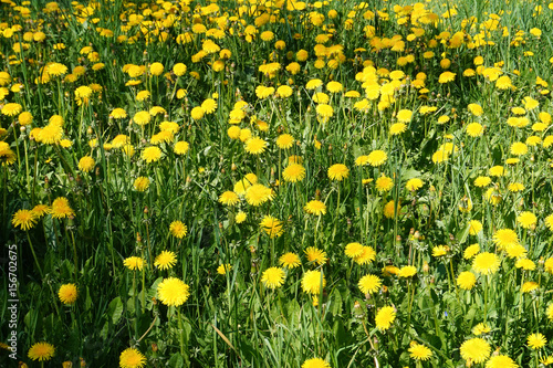 Yellow dandelions