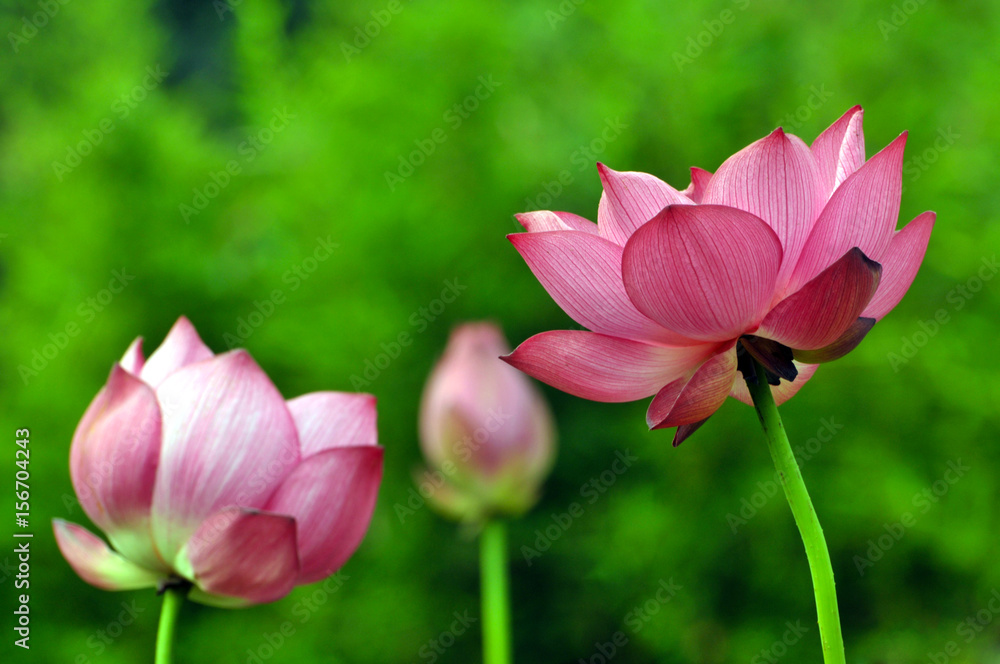 Blossom lotus flower