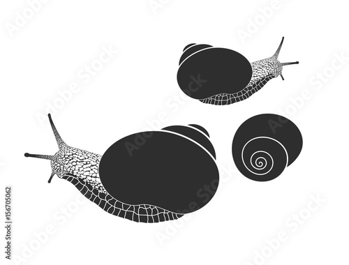 Grape snail. Isolated snails on white background