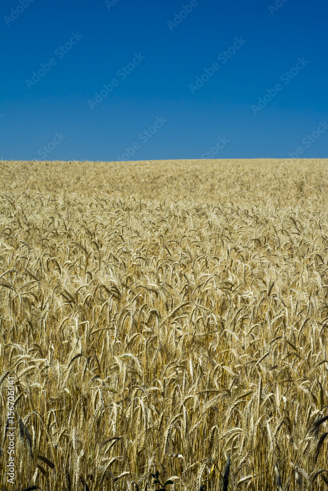 Wheat field on a sunny day with a blue sky Wheat field on a sunny day with a blue sky