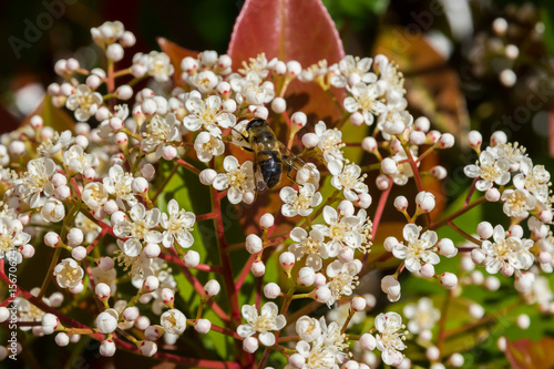 Viburnum tinus photo