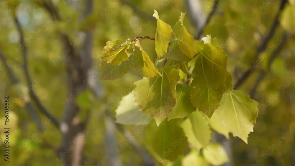 Fresh aspen leaves in spring tremble in the wind. Fresh aspen leaves in spring tremble in the wind.