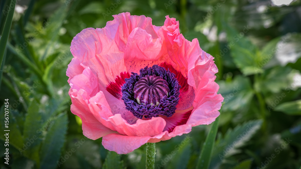 Fototapeta premium Closeup of pink poppy isolated against a colony of green leaves
