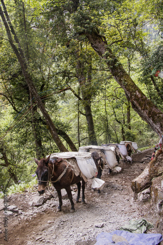 Mule carring heavy sand bags walking on the Mountain trail in Shangri La, Yunnan Province, China