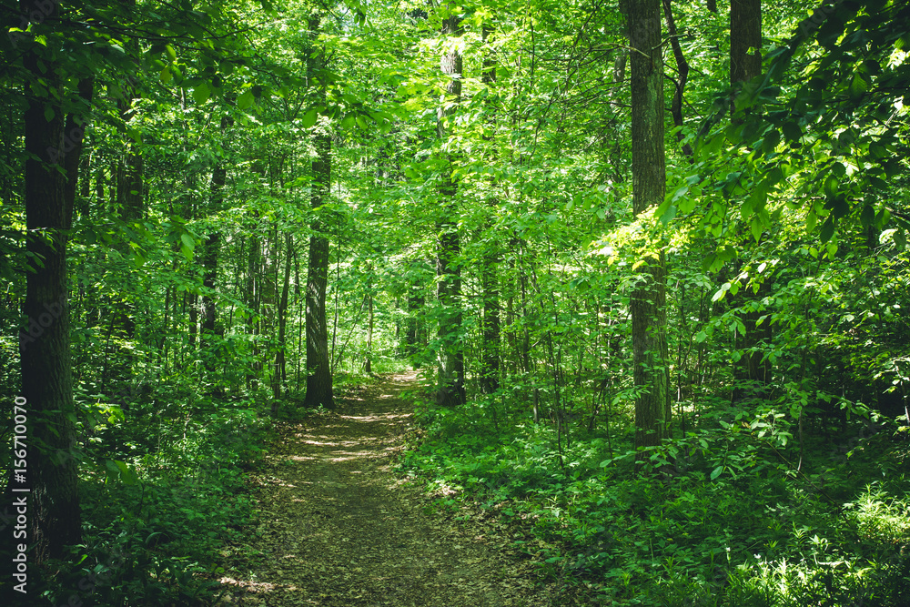 Obraz premium Tiny forest road during green sunny summer.