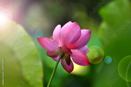 Blossom lotus flower