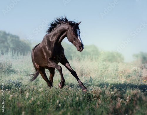 Black horse with white line on face runs on a green field on clouds background