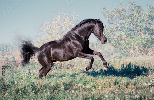 Black horse with white line on face runs on a green field on clouds background