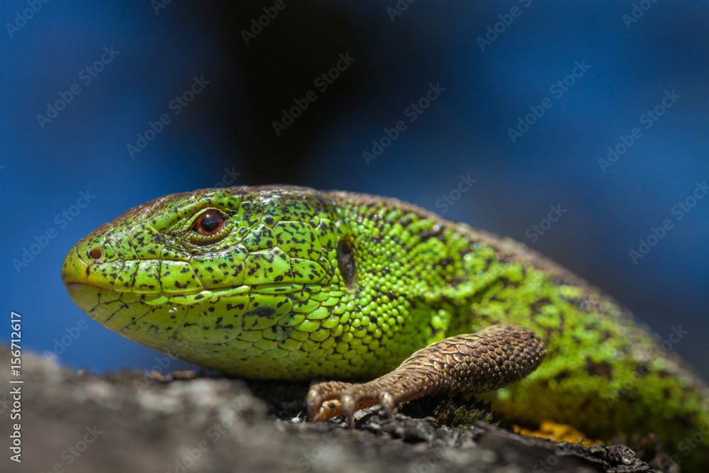 Fototapeta premium .Male lizard in a mating season on a tree covered with moss and lichen. Reptile shot close-up.Nimble green lizard ( Lacerta viridis, Lacerta agilis ) closeup, basking on a tree under the sun.