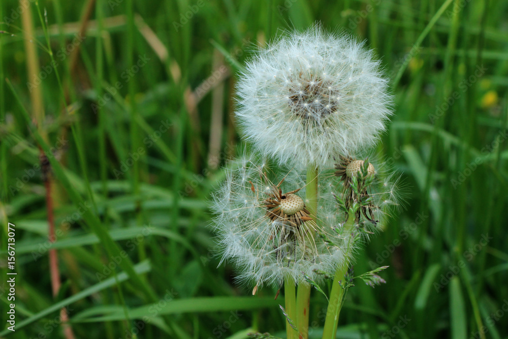 Fototapeta premium Dandelions in green grass