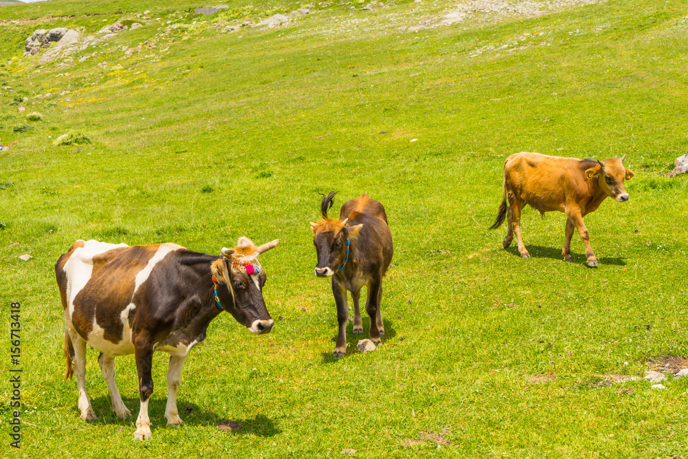 Highland Cows on a Field, Artvin, Turkey