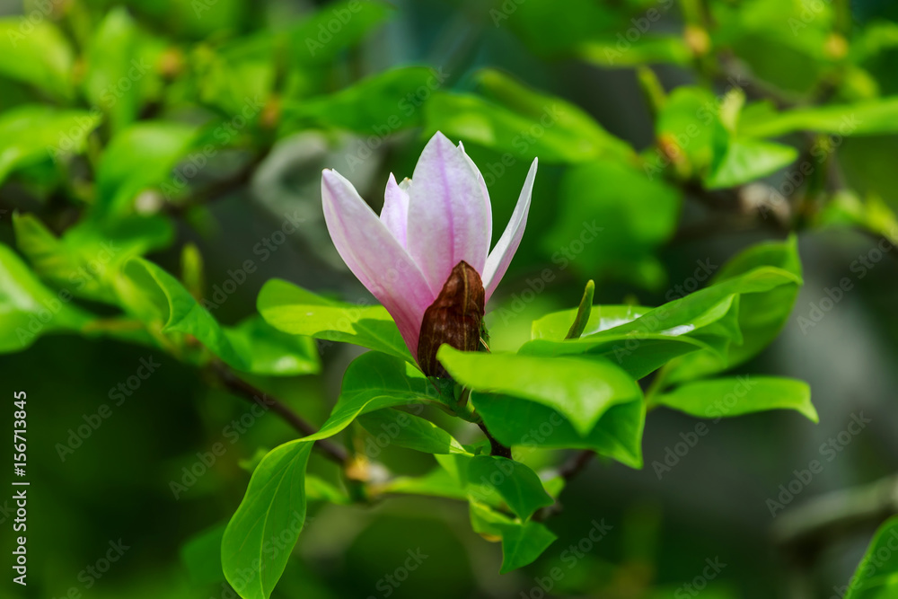 Fototapeta premium flowering magnolia tree blossom