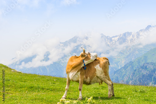 Wallpaper Mural Highland Cow on a Field, Artvin, Turkey Torontodigital.ca