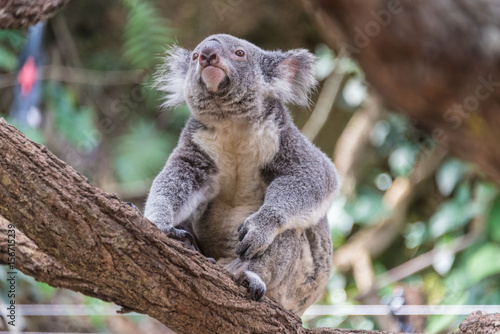 Fototapeta Naklejka Na Ścianę i Meble -  koala appena svegliato su un albero