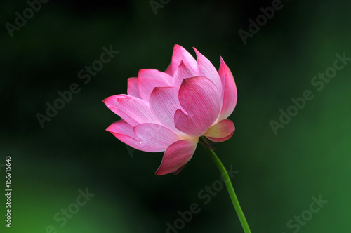 Blossom lotus flower