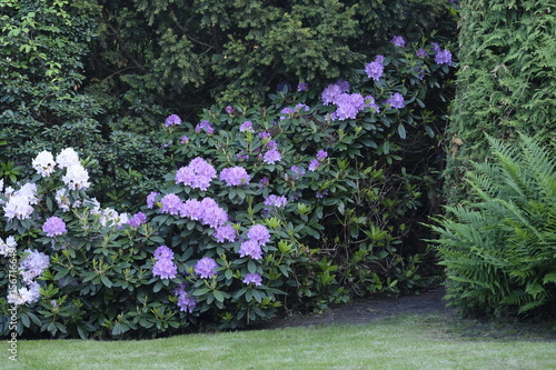 Obraz na płótnie Rhododendron im Garten w salonie