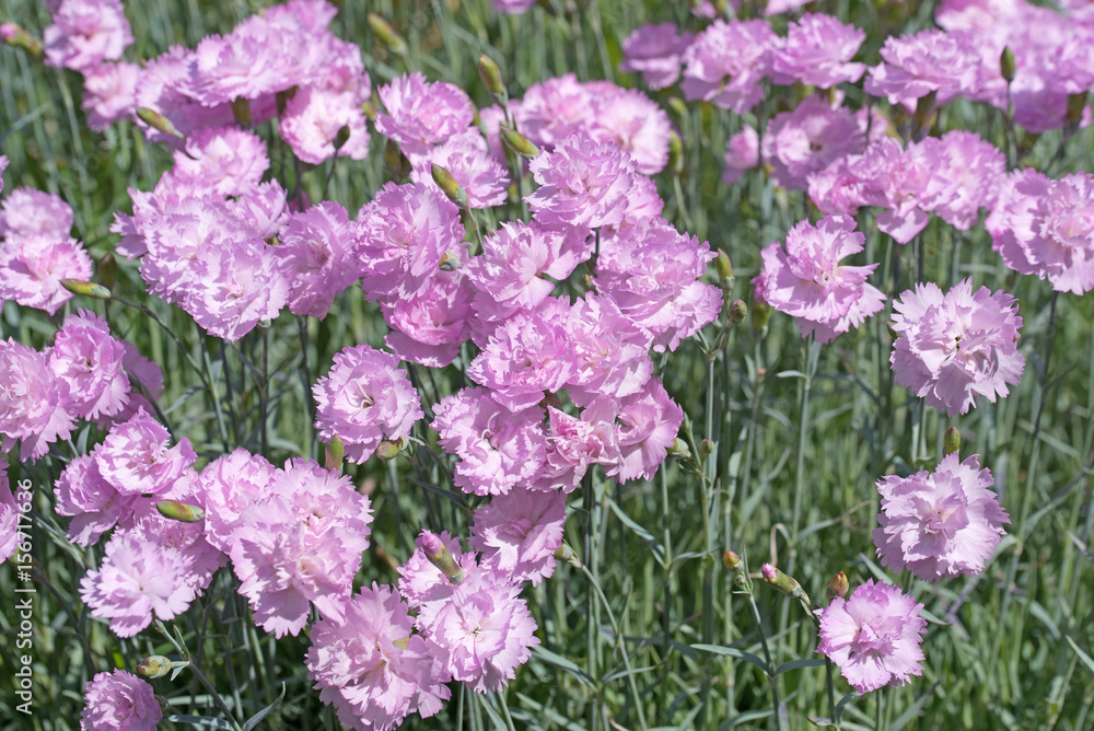 Nelken, Dianthus Nelken, Dianthus