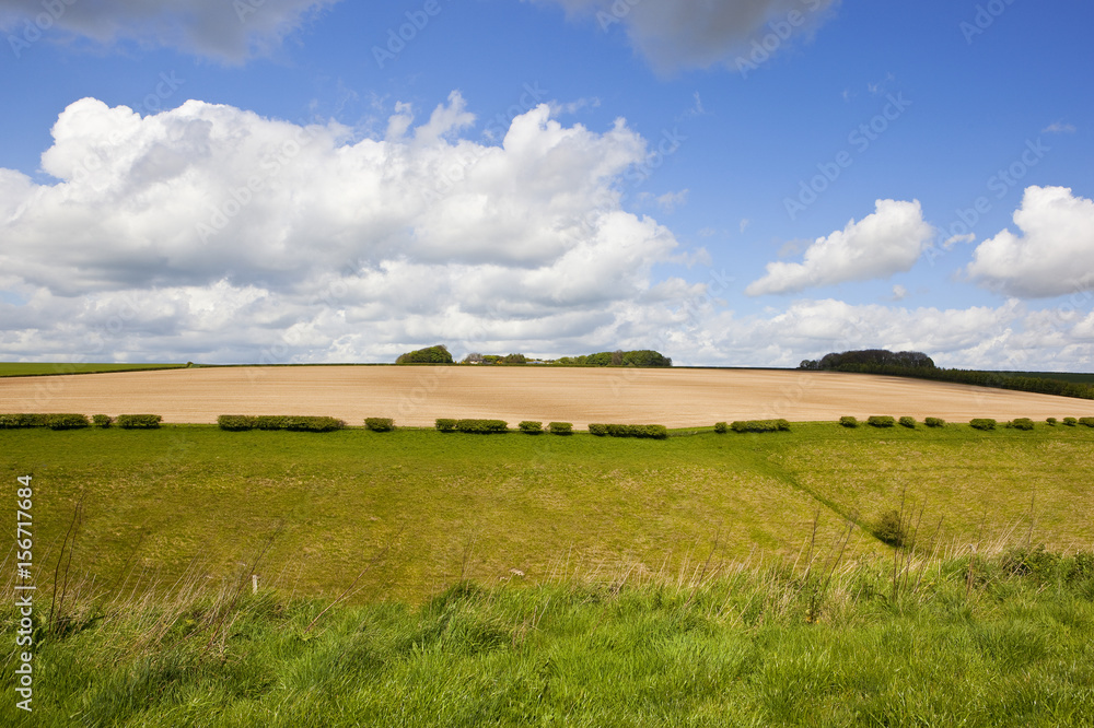 Obraz premium green grazing pasture