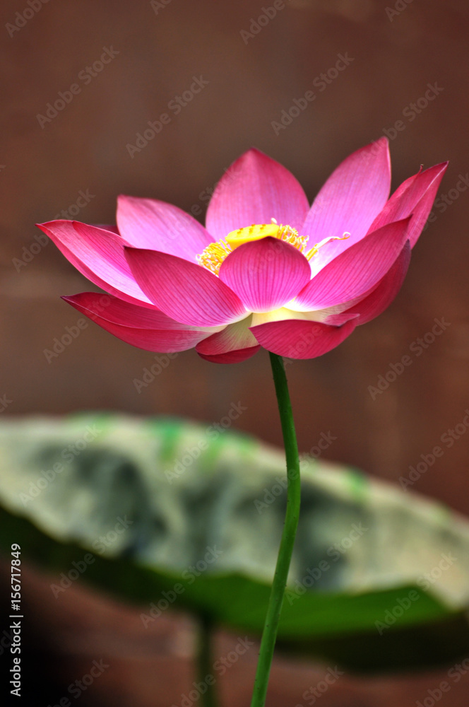 Fototapeta premium Blossom lotus flower
