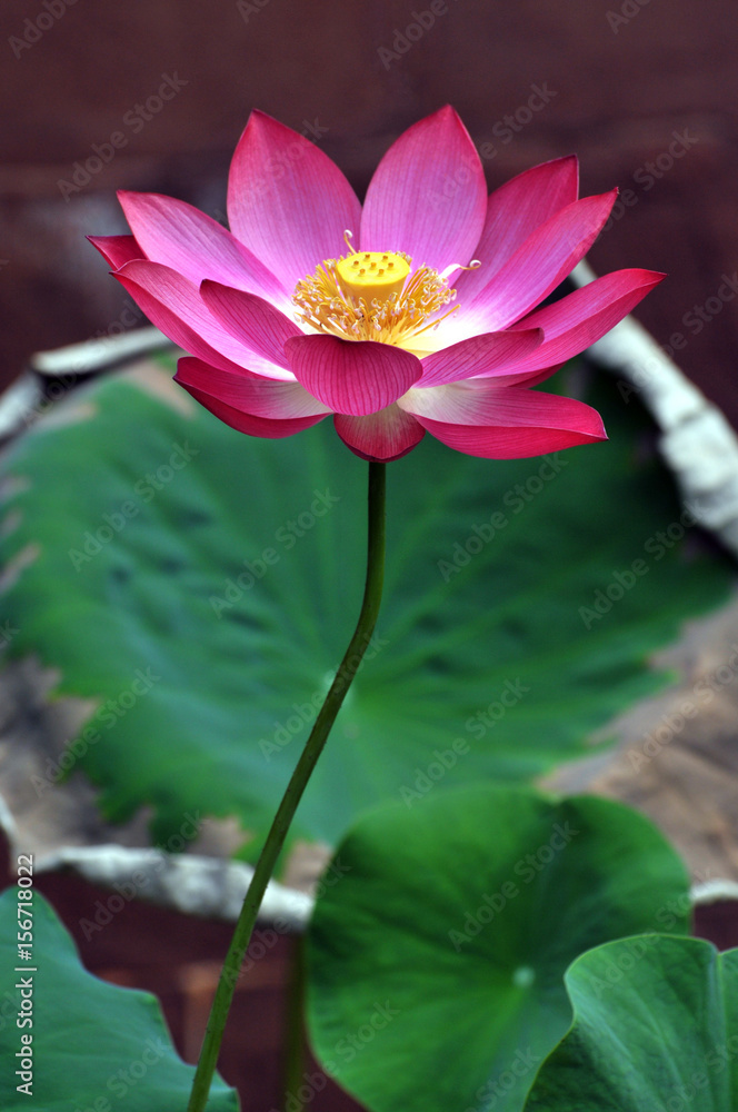 Blossom lotus flower