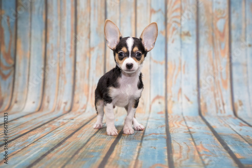 Chihuahua on blue wooden background © rich