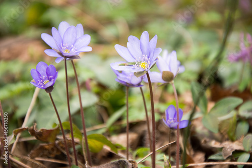 forest hepatica