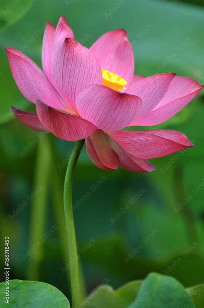 Blossom lotus flower